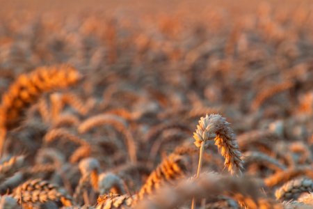 Grass Family, Wheat, Close Up, Field photo