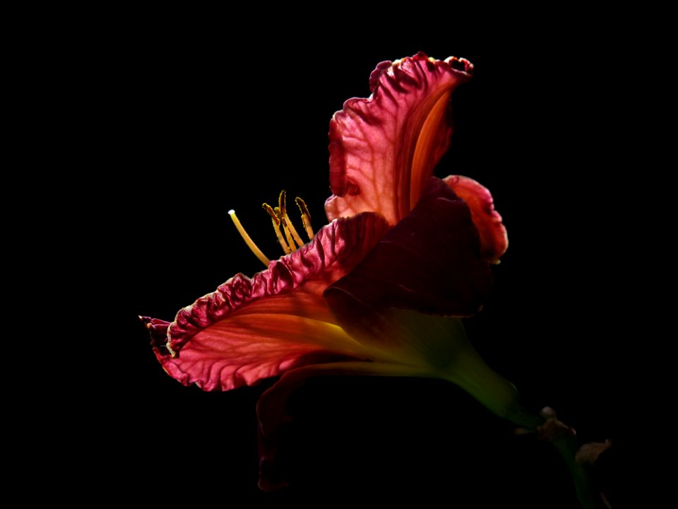 Flower, Plant, Flowering Plant, Petal