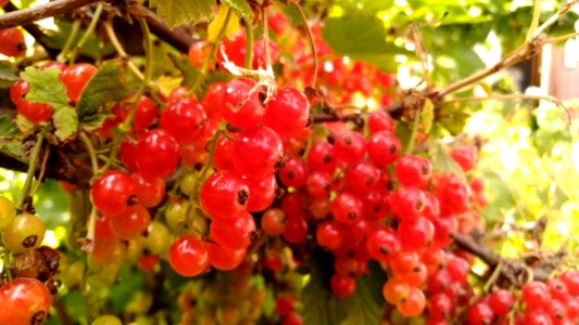 Fruit, Berry, Currant, Plant photo