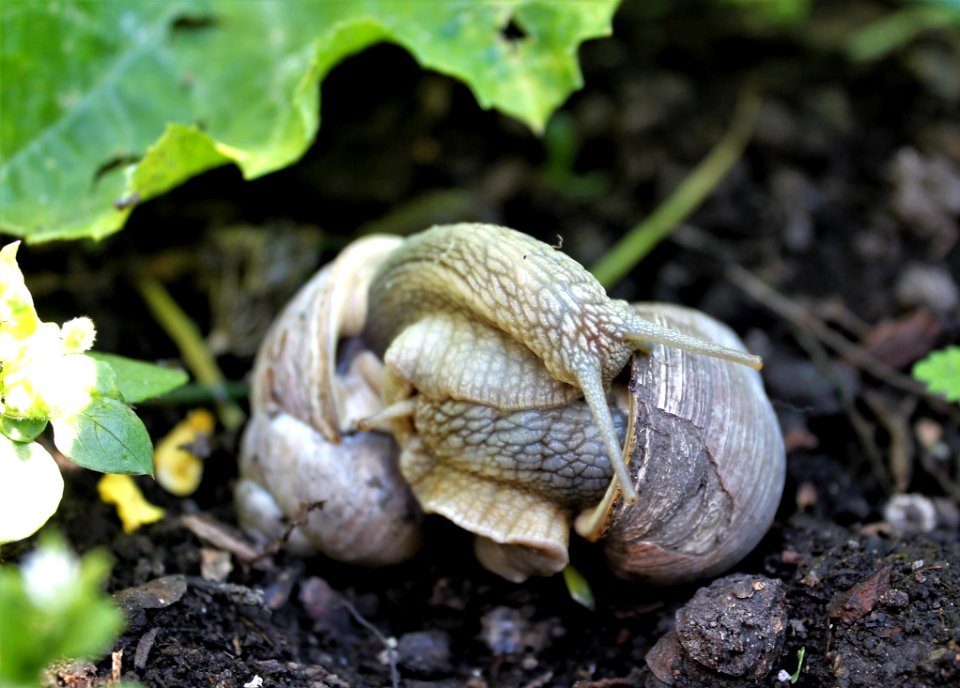Terrestrial Animal, Snails And Slugs, Slug, Snail