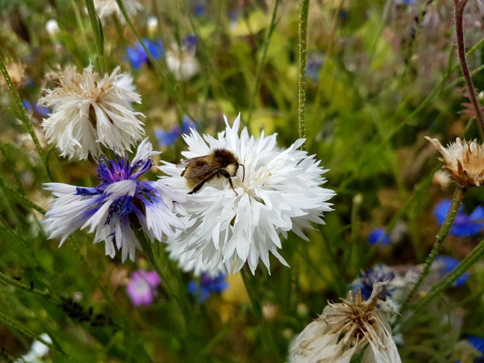 Flower, Flora, Plant, Spring