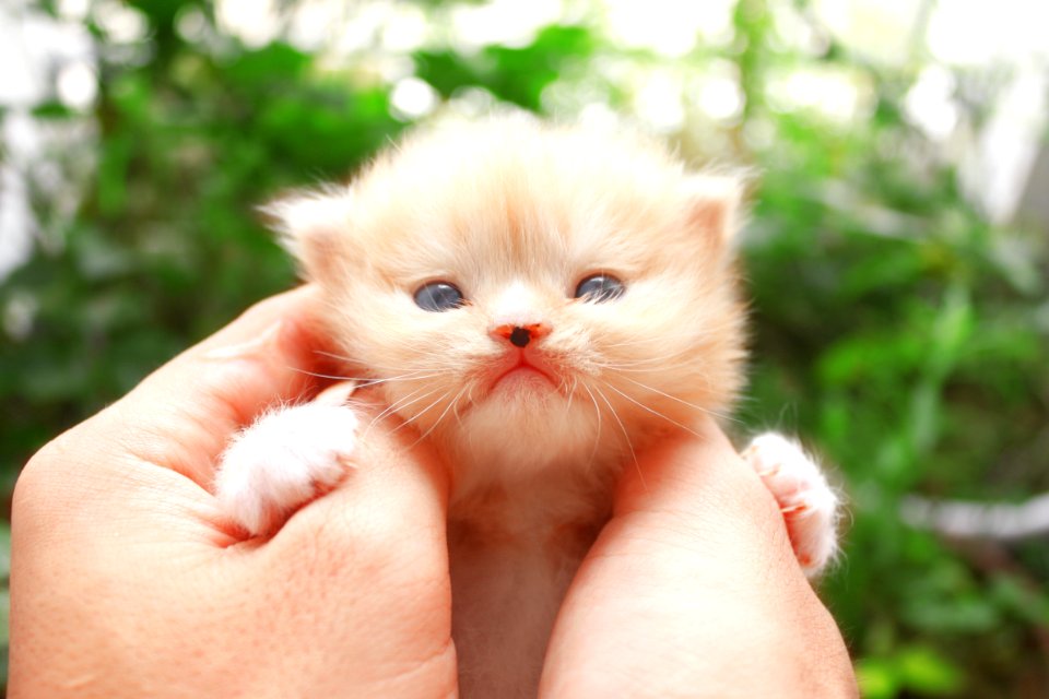 Cat, Skin, Whiskers, Mammal