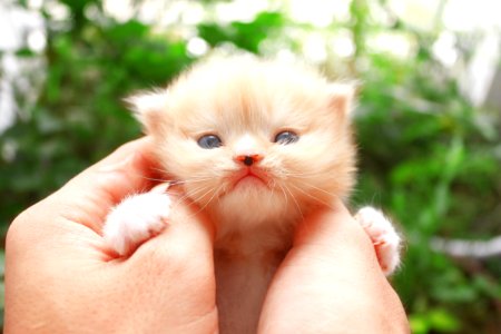 Cat, Skin, Whiskers, Mammal