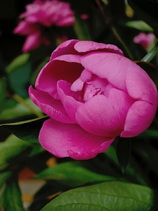 Peony flower button photo