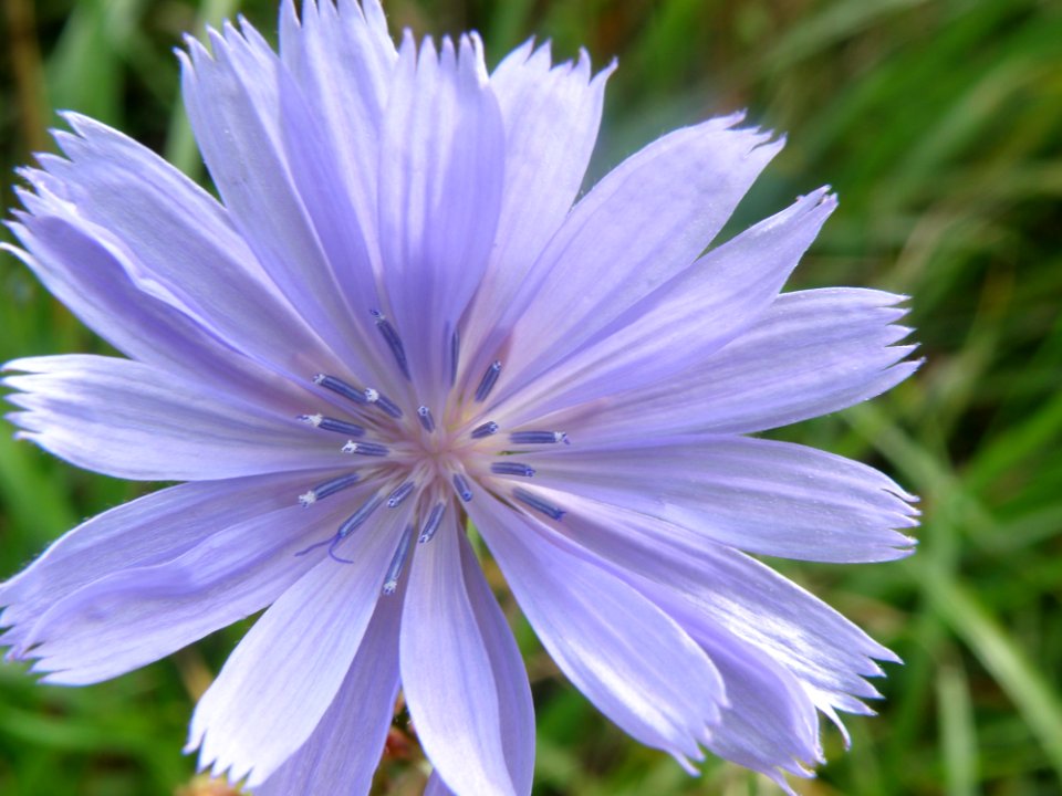 Chicory, Flower, Flora, Plant