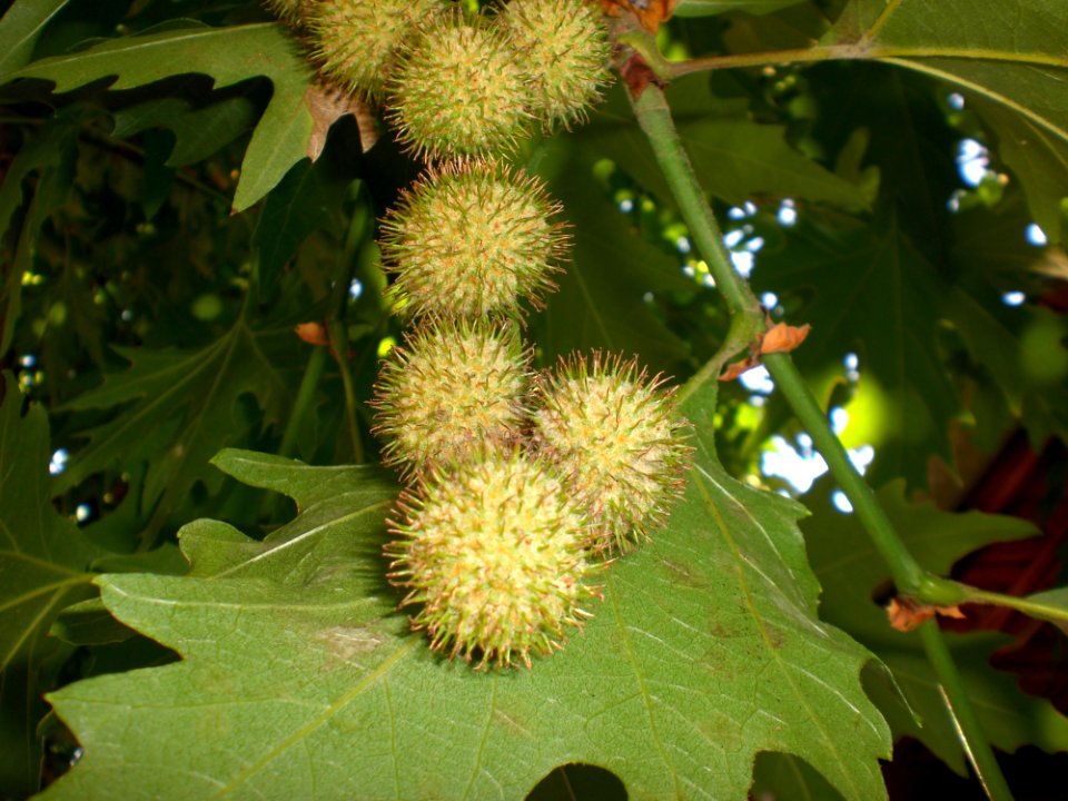 Rambutan, Vegetation, Flora, Plant