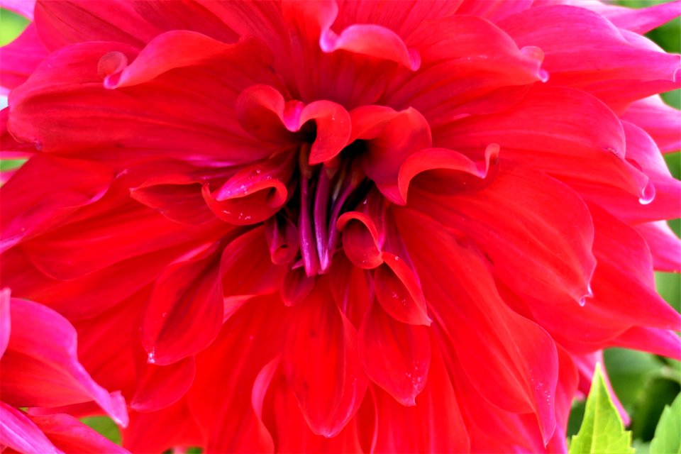 Flower, Plant, Flowering Plant, Dahlia