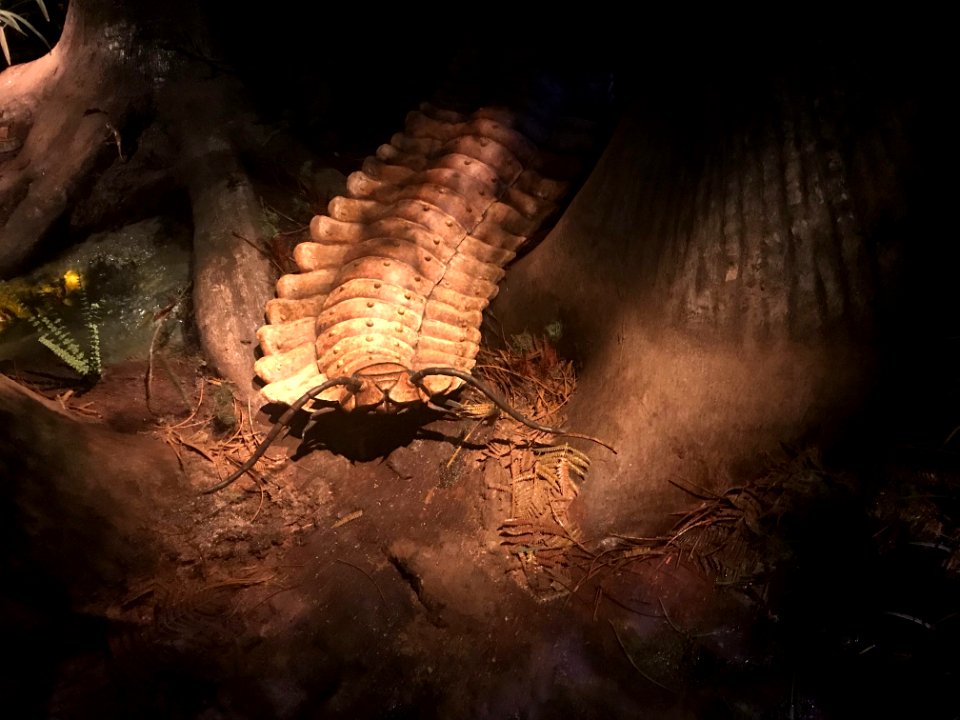Formation, Darkness, Organism, Cave