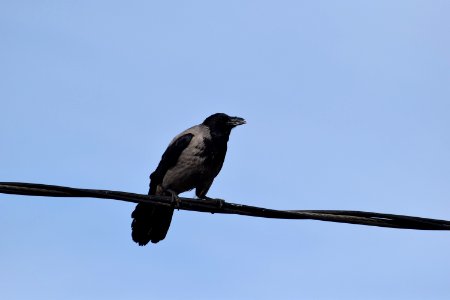 Bird, Fauna, Crow Like Bird, Beak photo