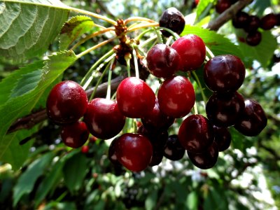 Cherry, Natural Foods, Fruit, Berry photo