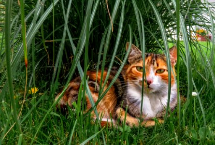 Cat, Fauna, Grass, Whiskers
