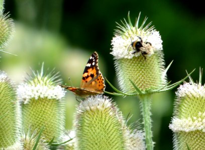 Insect, Invertebrate, Organism, Brush Footed Butterfly