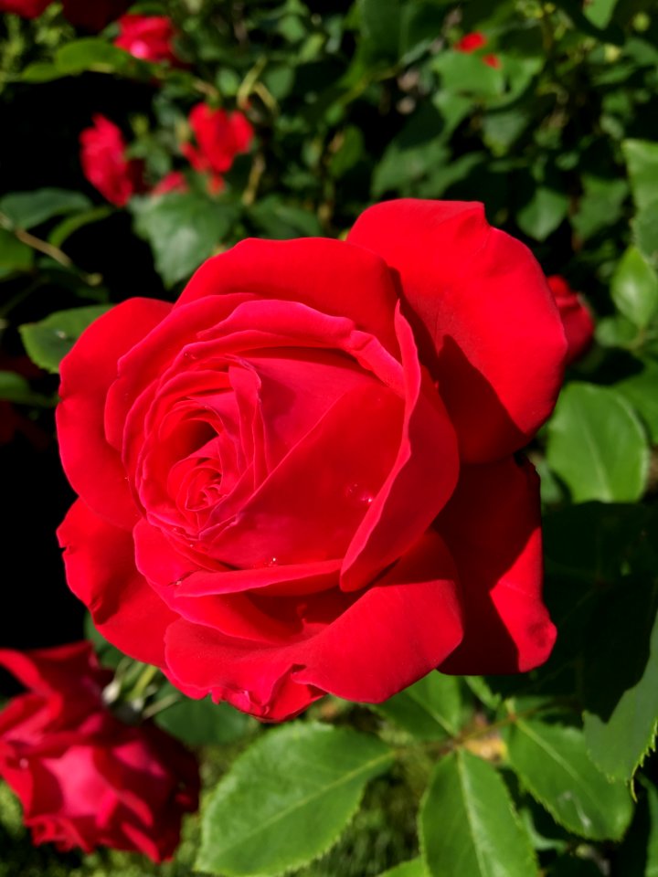 Rose, Flower, Rose Family, Garden Roses