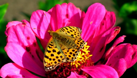 Flower, Nectar, Flora, Insect photo