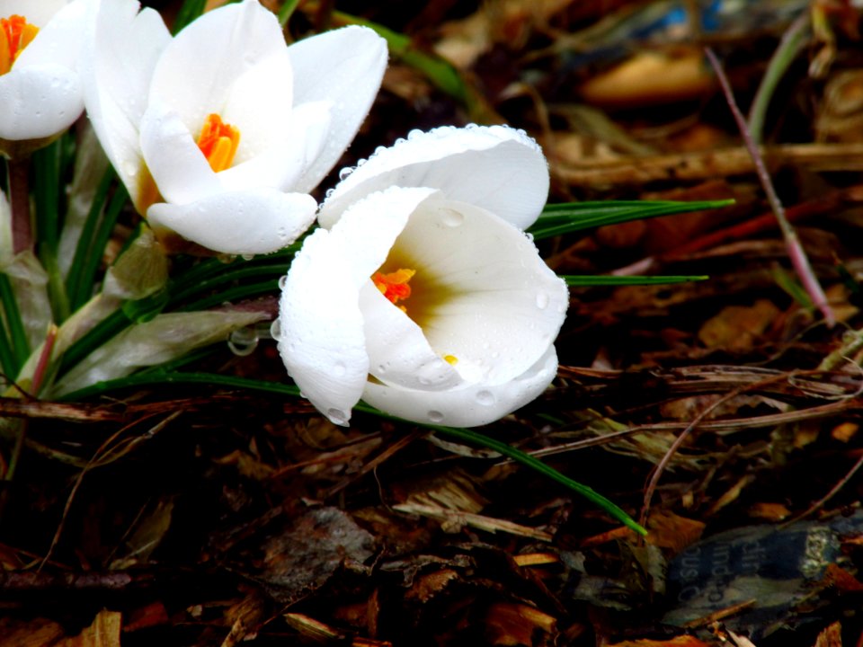 Flower, Plant, Flowering Plant, Crocus