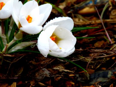 Flower, Plant, Flowering Plant, Crocus