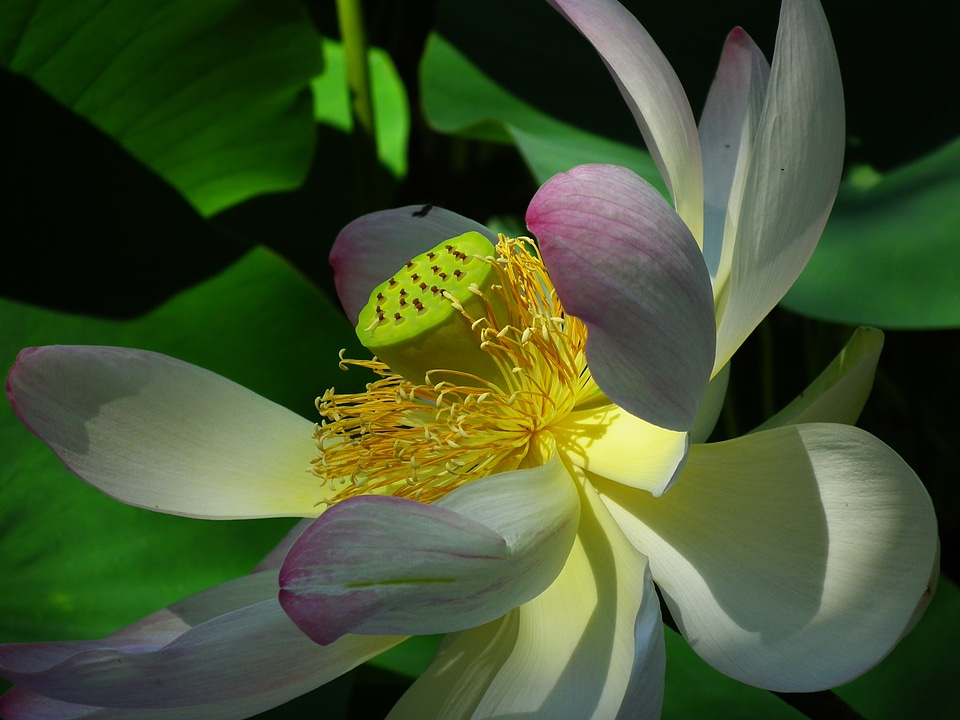 Pink nature aquatic plant