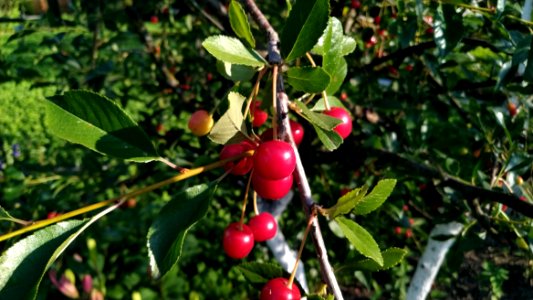 Fruit, Plant, Fruit Tree, Branch