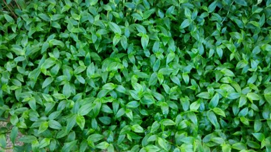 Plant, Grass, Leaf, Groundcover