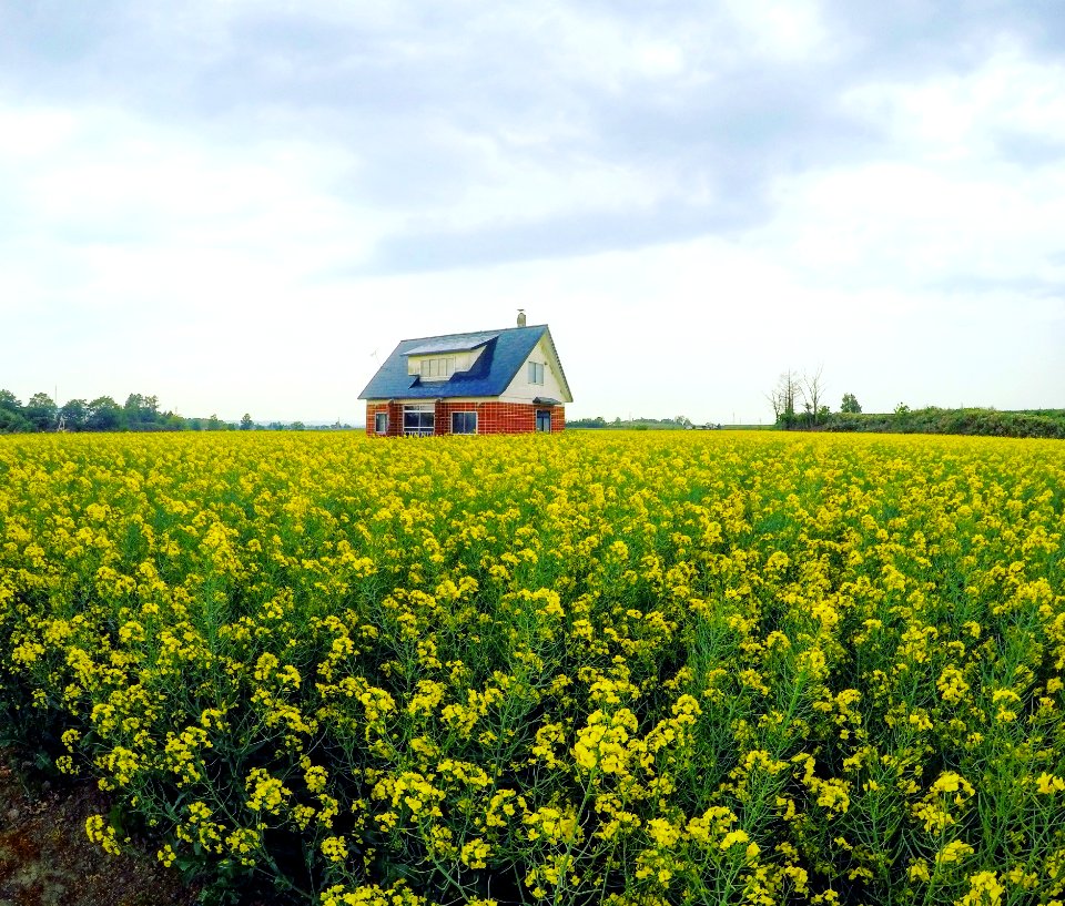 Canola, Yellow, Rapeseed, Field