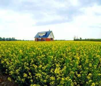 Canola, Yellow, Rapeseed, Field