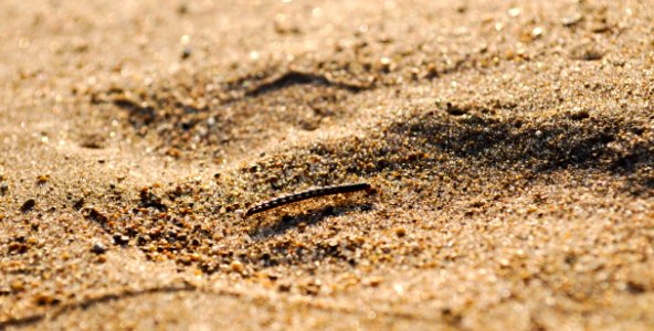Fauna, Sand, Soil, Terrestrial Animal photo
