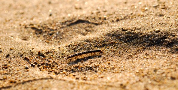 Fauna, Sand, Soil, Terrestrial Animal