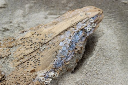 Wood, Rock, Geology, Bedrock photo