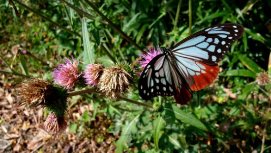 Butterfly, Moths And Butterflies, Brush Footed Butterfly, Insect
