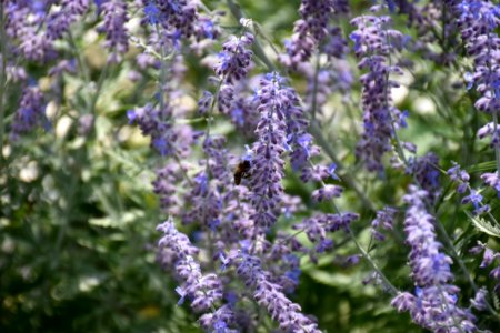 Plant, Lavender, Lilac, Hyssopus photo