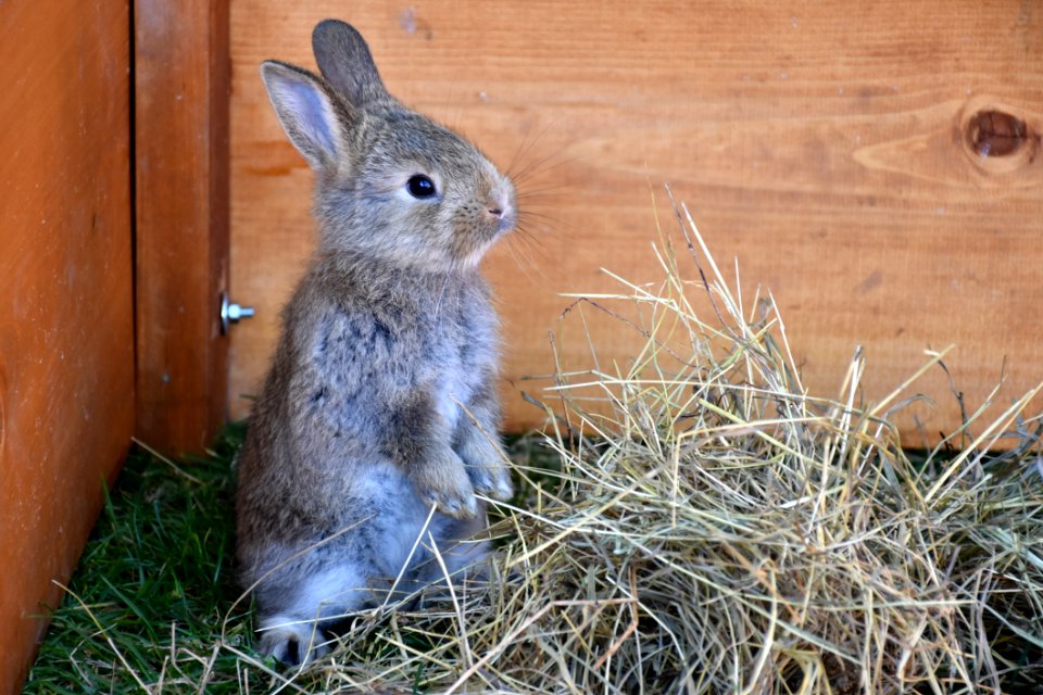 Fauna, Mammal, Rabbit, Domestic Rabbit