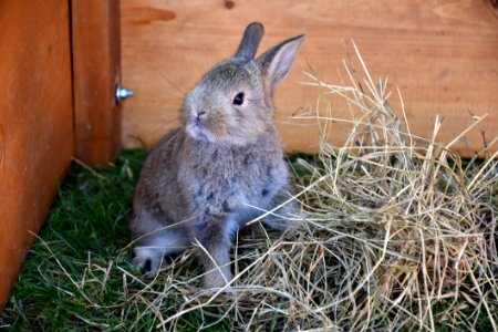 Fauna, Rabbit, Mammal, Domestic Rabbit