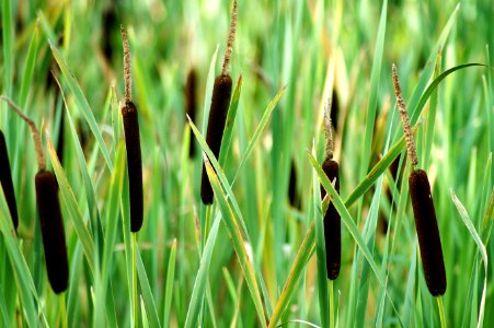 Grass, Grass Family, Plant, Sweet Grass photo