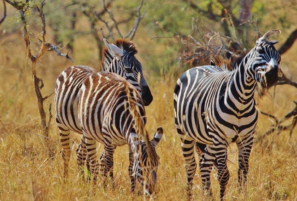 Africa serengeti nature serengeti