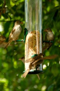 Bird, Fauna, Ecosystem, Bird Feeder