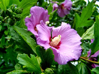 Flower, Plant, Flowering Plant, Hibiscus