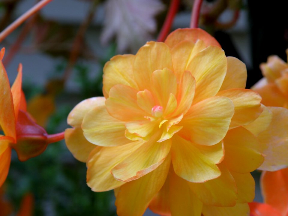 Flower, Yellow, Plant, Flowering Plant