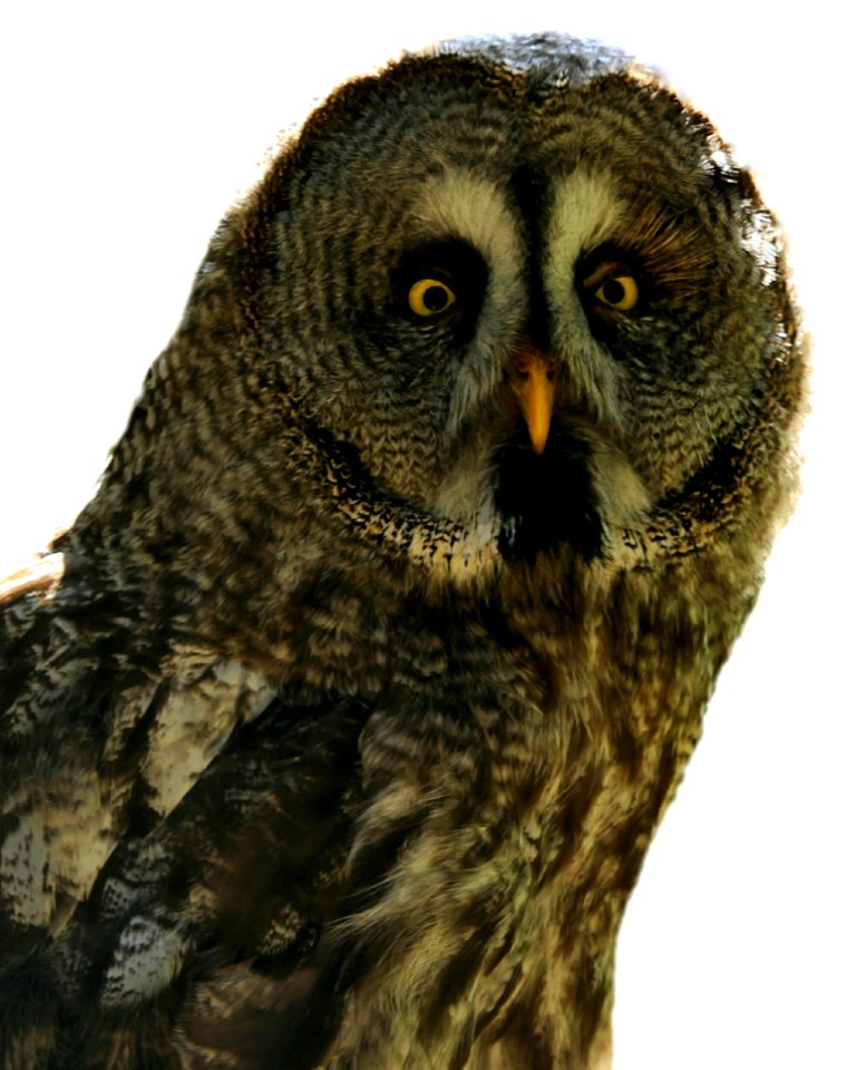 Owl, Great Grey Owl, Beak, Bird Of Prey