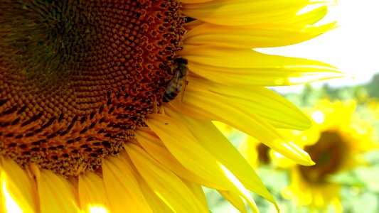 Sunflower, Flower, Yellow, Honey Bee photo