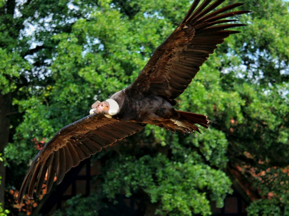 Bird, Bird Of Prey, Eagle, Fauna