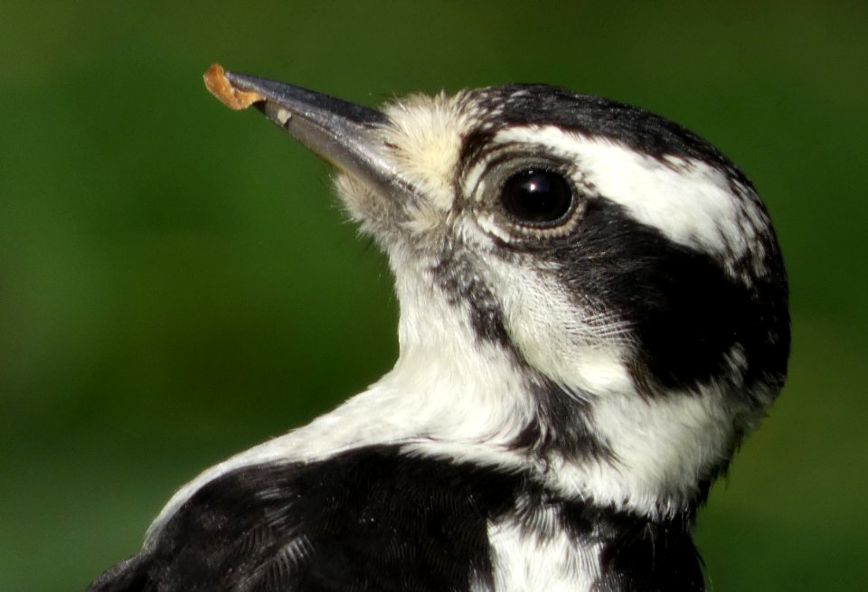 Bird, Beak, Fauna, Close Up