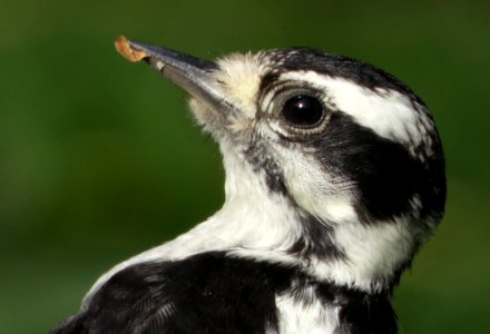 Bird, Beak, Fauna, Close Up photo