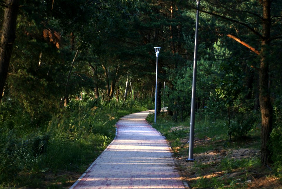 Path, Nature, Walkway, Nature Reserve photo