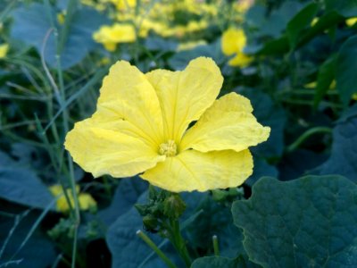 Yellow, Flower, Plant, Evening Primrose photo