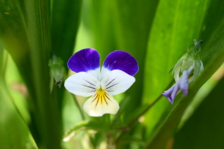 Flower, Plant, Flora, Wildflower photo