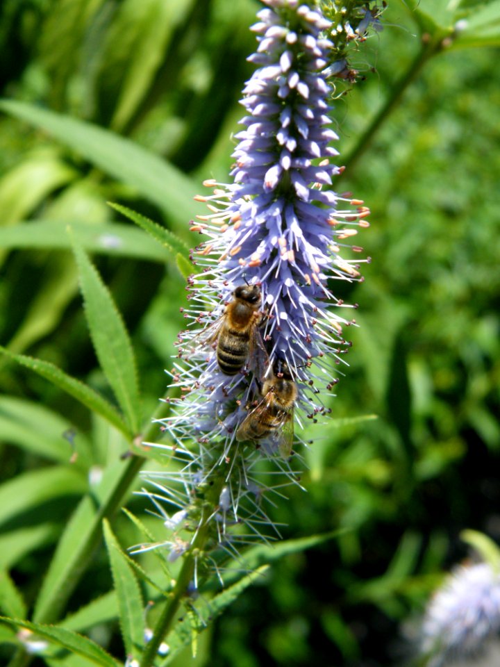 Flora, Insect, Caterpillar, Plant
