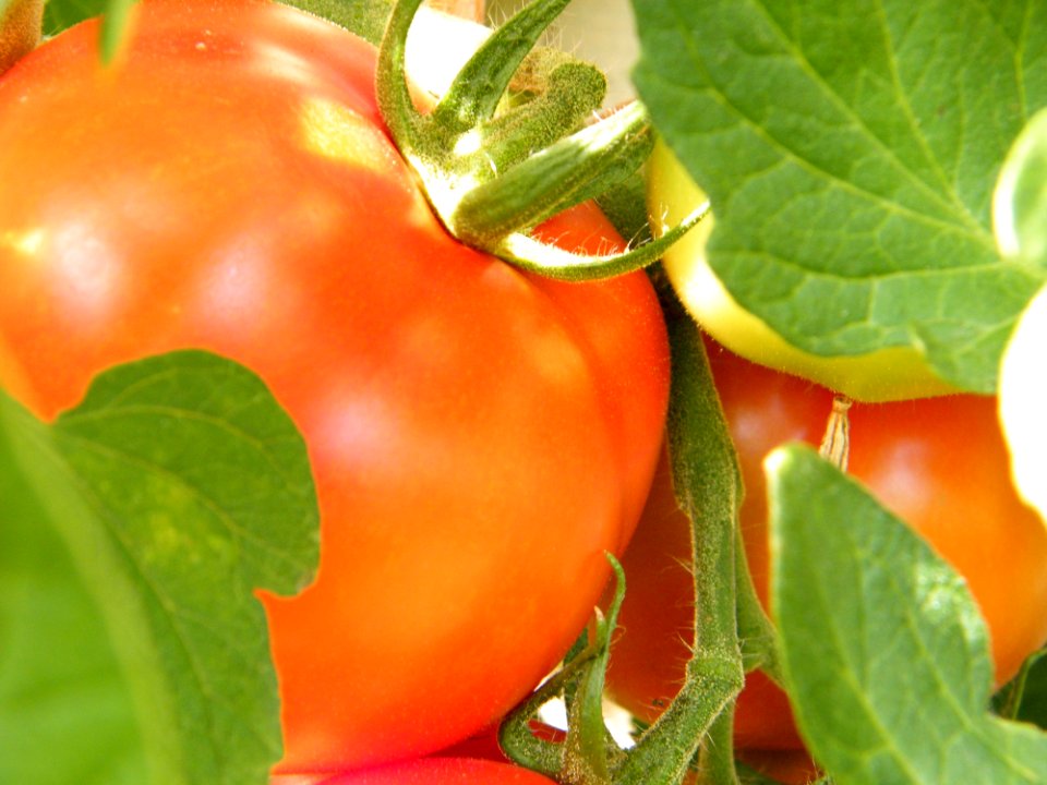 Natural Foods, Fruit, Vegetable, Tomato