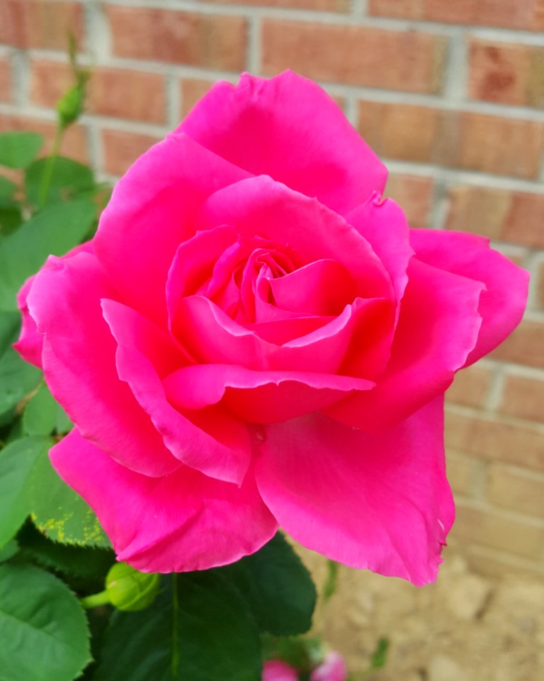 Rose, Flower, Rose Family, Pink