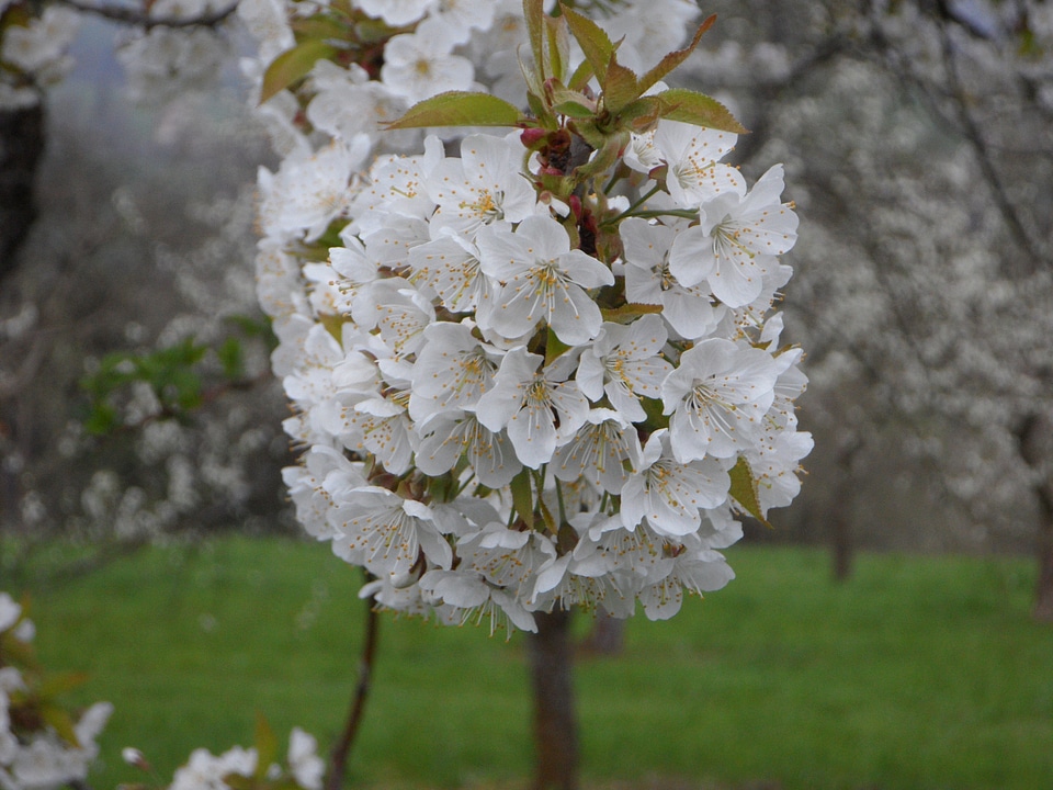 Apple blossom spring nature