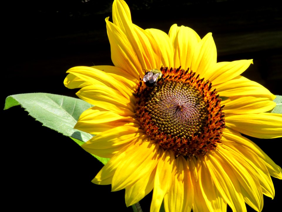 Flower, Sunflower, Yellow, Honey Bee photo